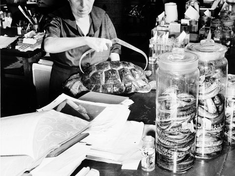 Doris Mable Cochran