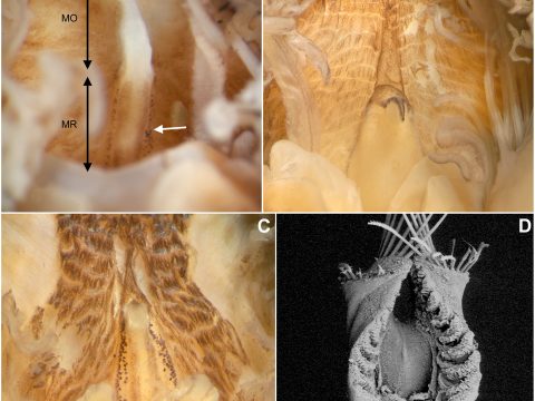 Idanthyrsus