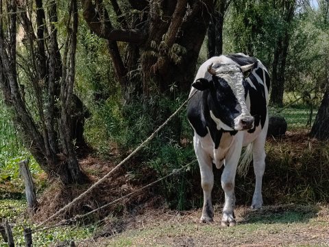 Bull